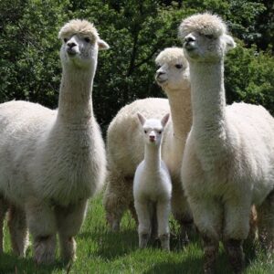 Alpaca Yarn